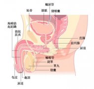 湛江治疗阳痿费用？治疗阳痿最好的办法